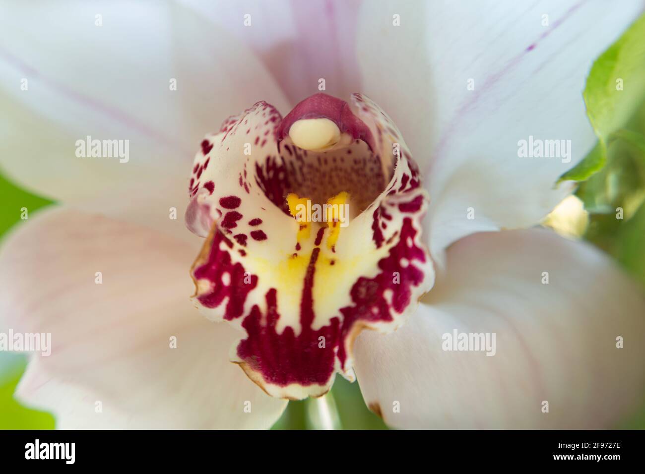 WA19454-00...WASHINGTON - EINE bunte Orchidee in einem Strauß, fotografiert mit einem Lensbaby Velvet 85. Stockfoto