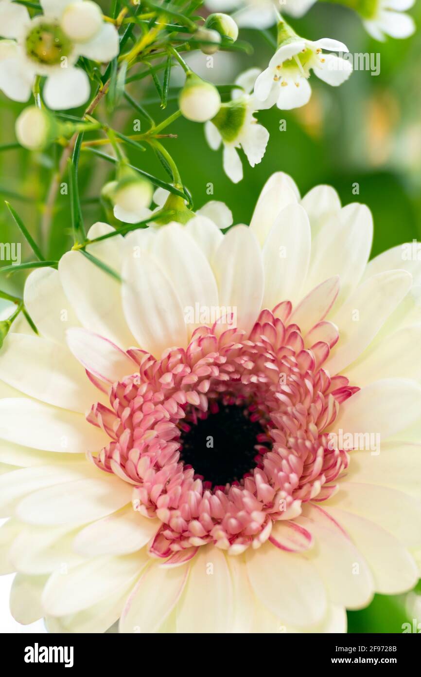 WA19458-00...WASHINGTON - Gerbera in voller Blüte kleine weiße Blumen, die das Blumenarrangement füllen. Stockfoto