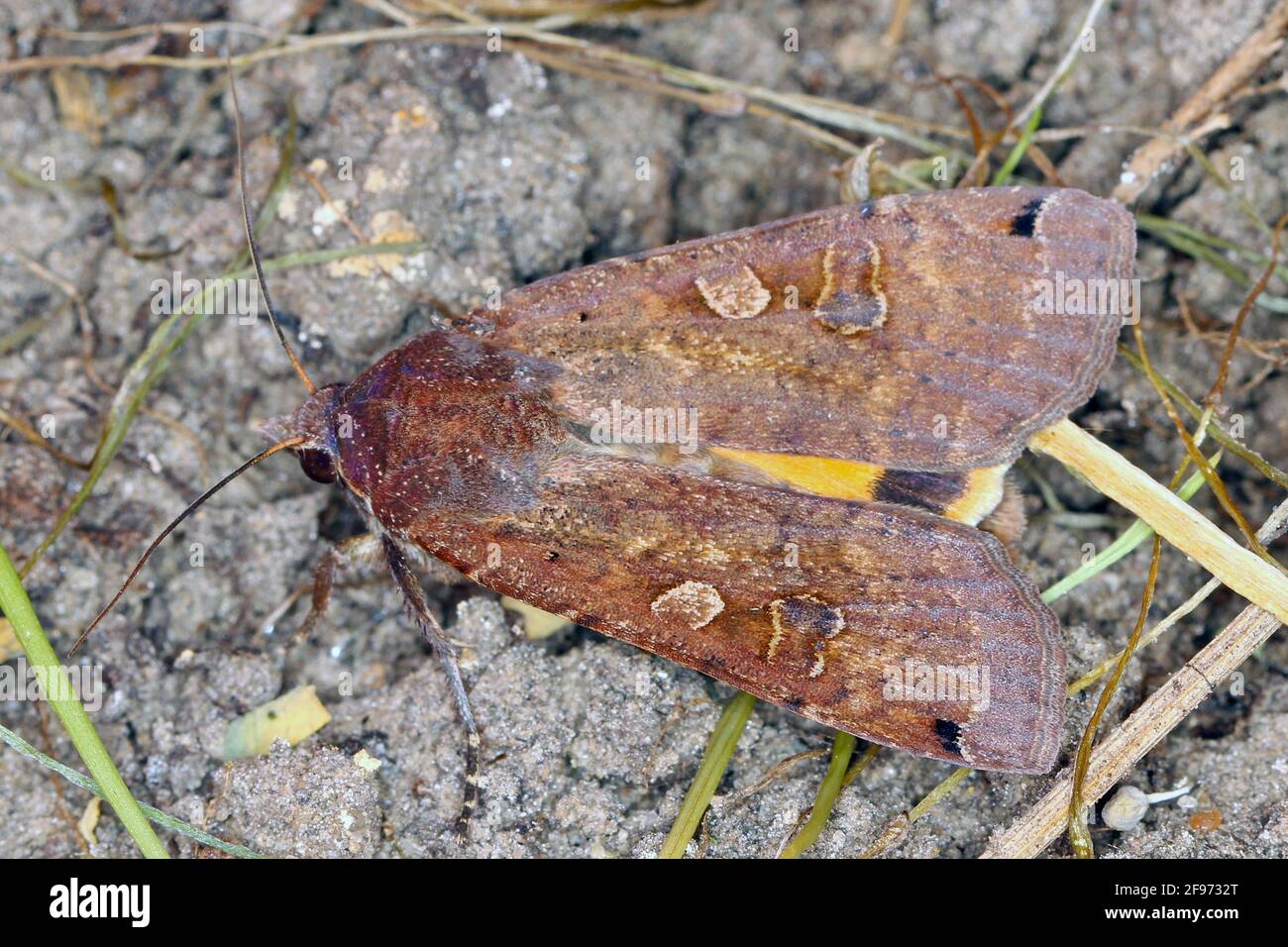Der große gelbe Unterflügel (Noctua pronuba) ist eine Motte aus der Familie der Eulentfalter Noctuidae. Raupen dieser Art sind Schädlinge der meisten Kulturen. Stockfoto