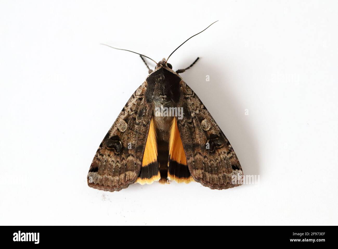 Männchen der große gelbe Unterflügel (Noctua pronuba) ist eine Motte aus der Familie der Eulentfalter Noctuidae. Raupen dieser Art sind Schädlinge der meisten Kulturen Stockfoto