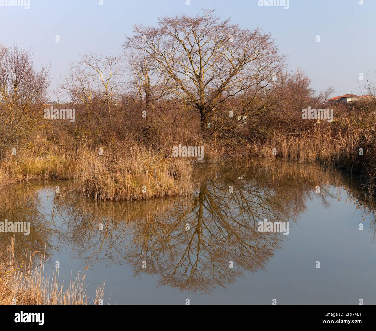Blick auf einen großen Baum im Naturschutzgebiet des Valle-Kanals Novo, Italien Stockfoto