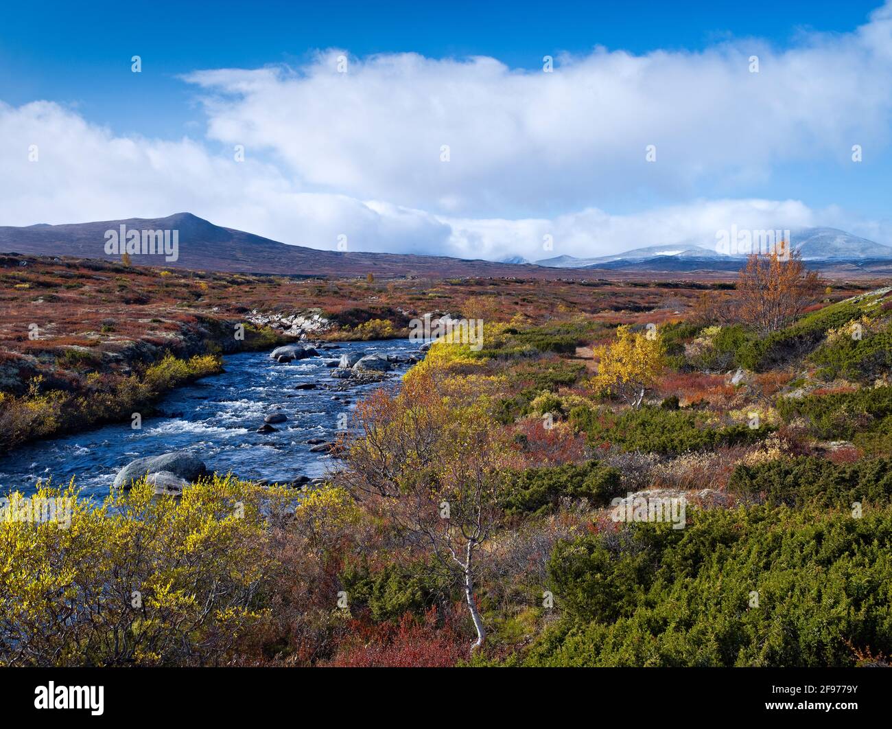 Europa, Norwegen, Oppland, Dovrefjell-Sunndalsfjella Nationalpark, Fluss im herbstfarbenen Dovrefjell-Gebirge Stockfoto