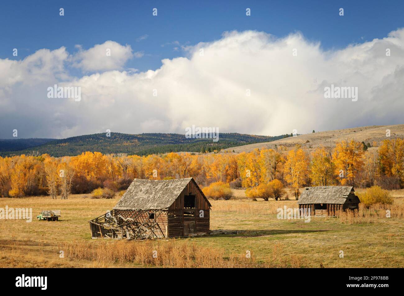 Alte RanchGebäude und Baumwollholzbäume in Herbstfarbe; North Powder