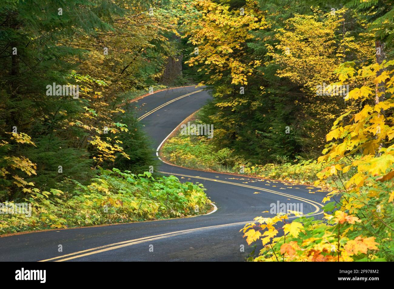 Aufderheide Memorial Drive, Teil der West Cascades National Scenic Byway, mit Bigleaf Maple und Vine Maple Bäumen in Herbstfarben; Willamette Nationa Stockfoto