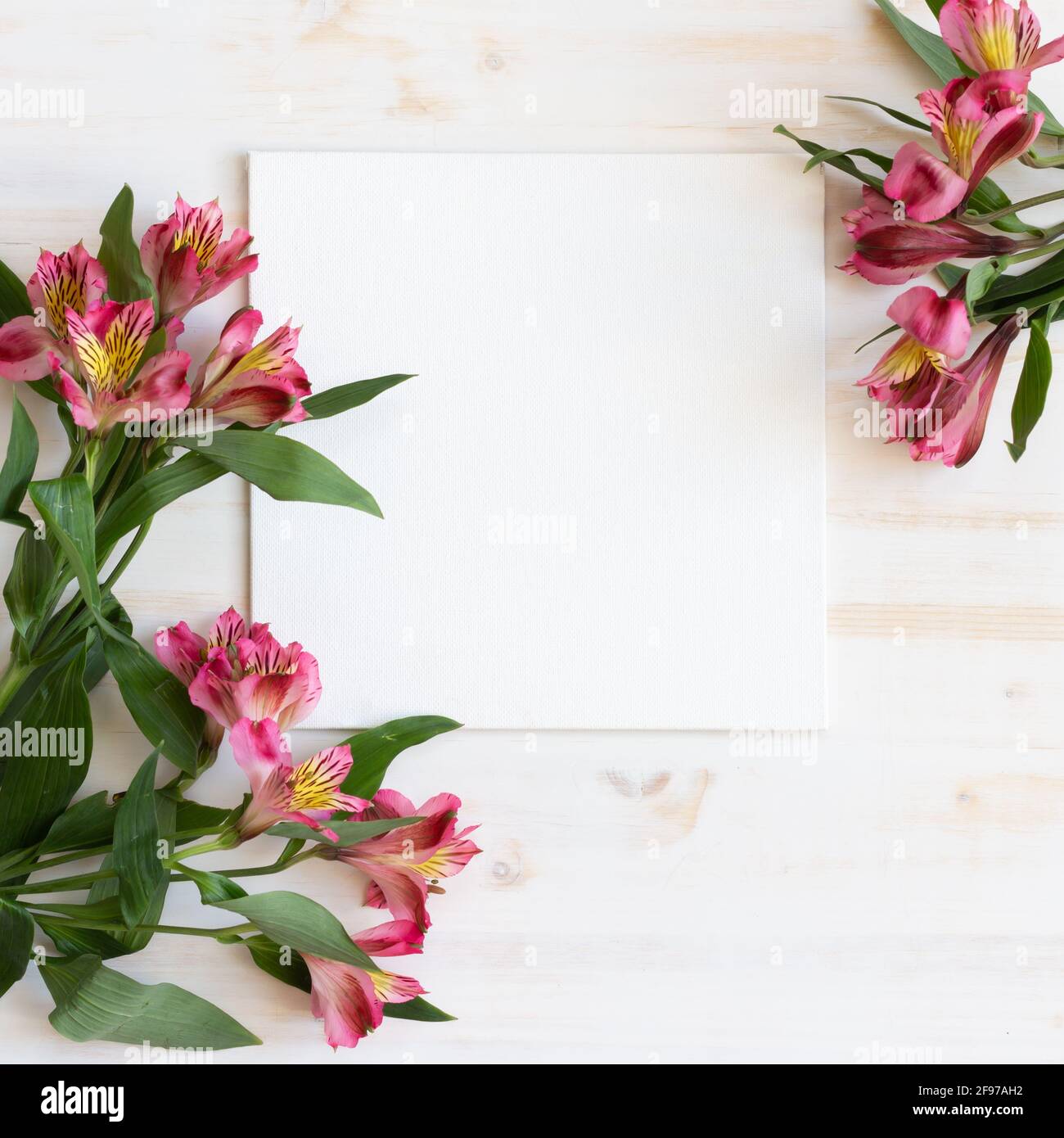 Frische Alstroemeria-Blumen als Rahmen um weiße Leinwand Mit Kopierbereich auf weißem Holzhintergrund Stockfoto Frische Alstroemeria-Blumen als Rahmen um weiße Leinwand Mit Kopierbereich auf weißem Holzhintergrund Stockfoto