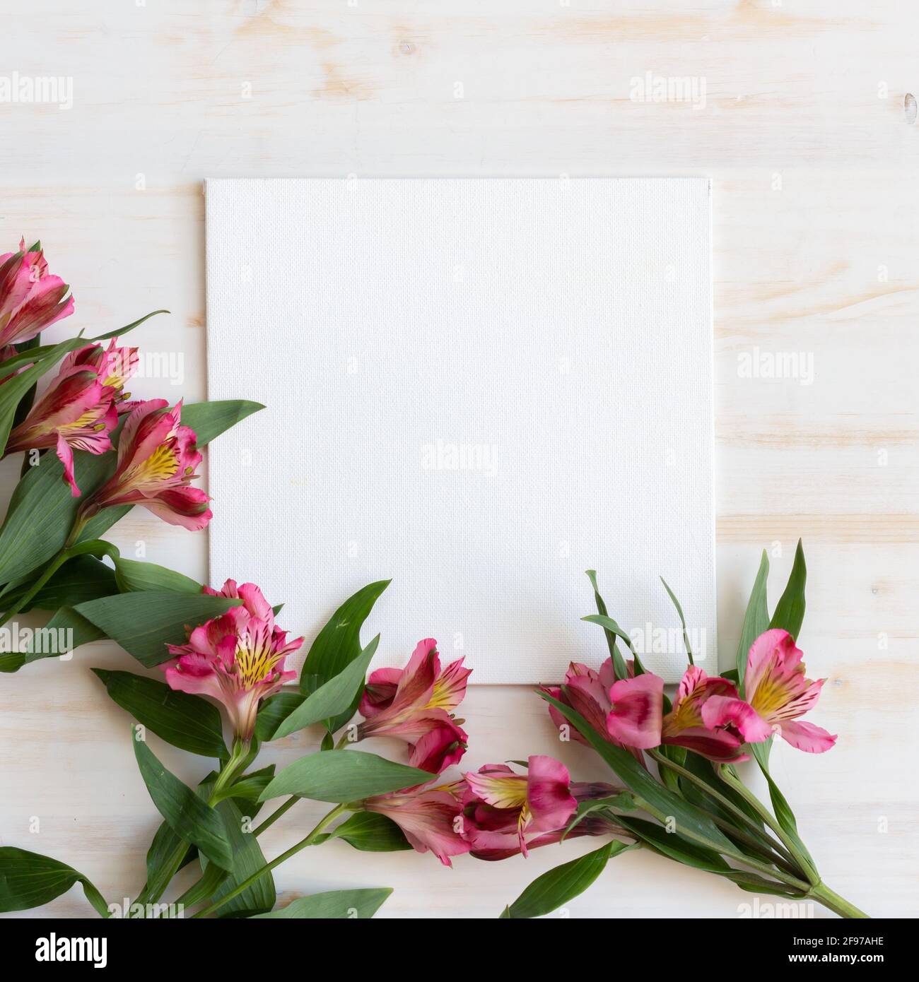 Frische Alstroemeria-Blumen als Rahmen um weiße Leinwand Mit Kopierbereich auf weißem Holzhintergrund Stockfoto Frische Alstroemeria-Blumen als Rahmen um weiße Leinwand Mit Kopierbereich auf weißem Holzhintergrund Stockfoto