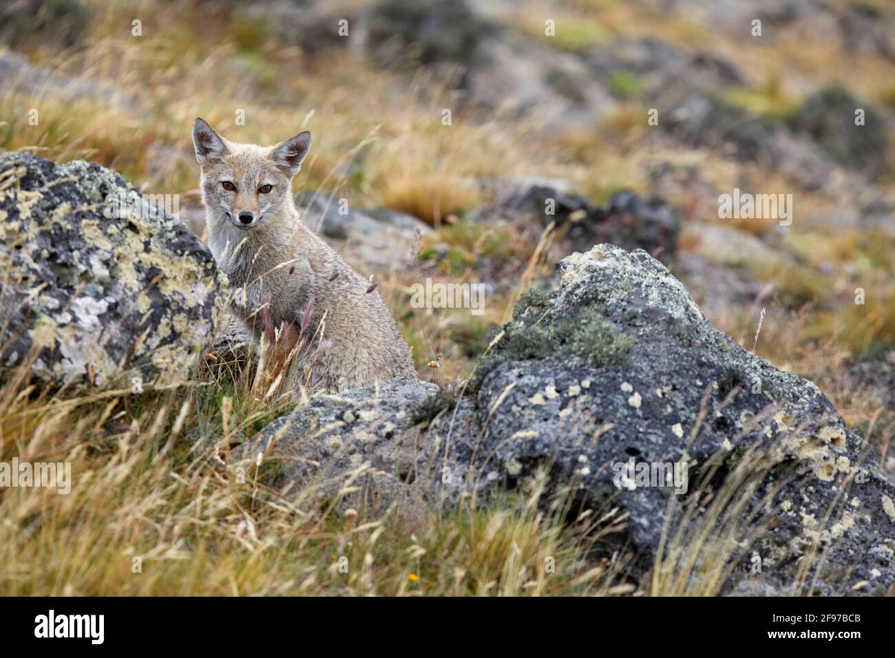 Lycalopex griseus Patagonischer Fuchs Südamerikanischer Graufuchs Chilla Grey Zorro im Pali Aike Nationalpark Chile Stockfoto