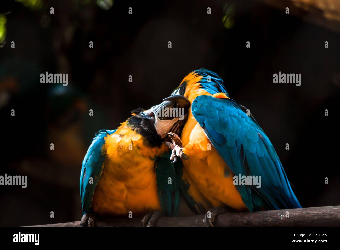 Zwei blaugelbe [Ara ararauna]Aras, die auf einem Ast thronen, einer