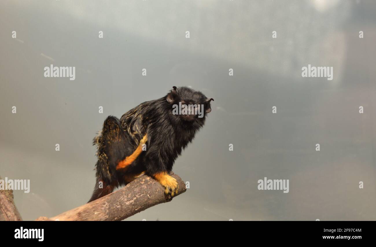Schwarzer Affe sitzt auf einem Baumzweig im Zoo Stockfoto