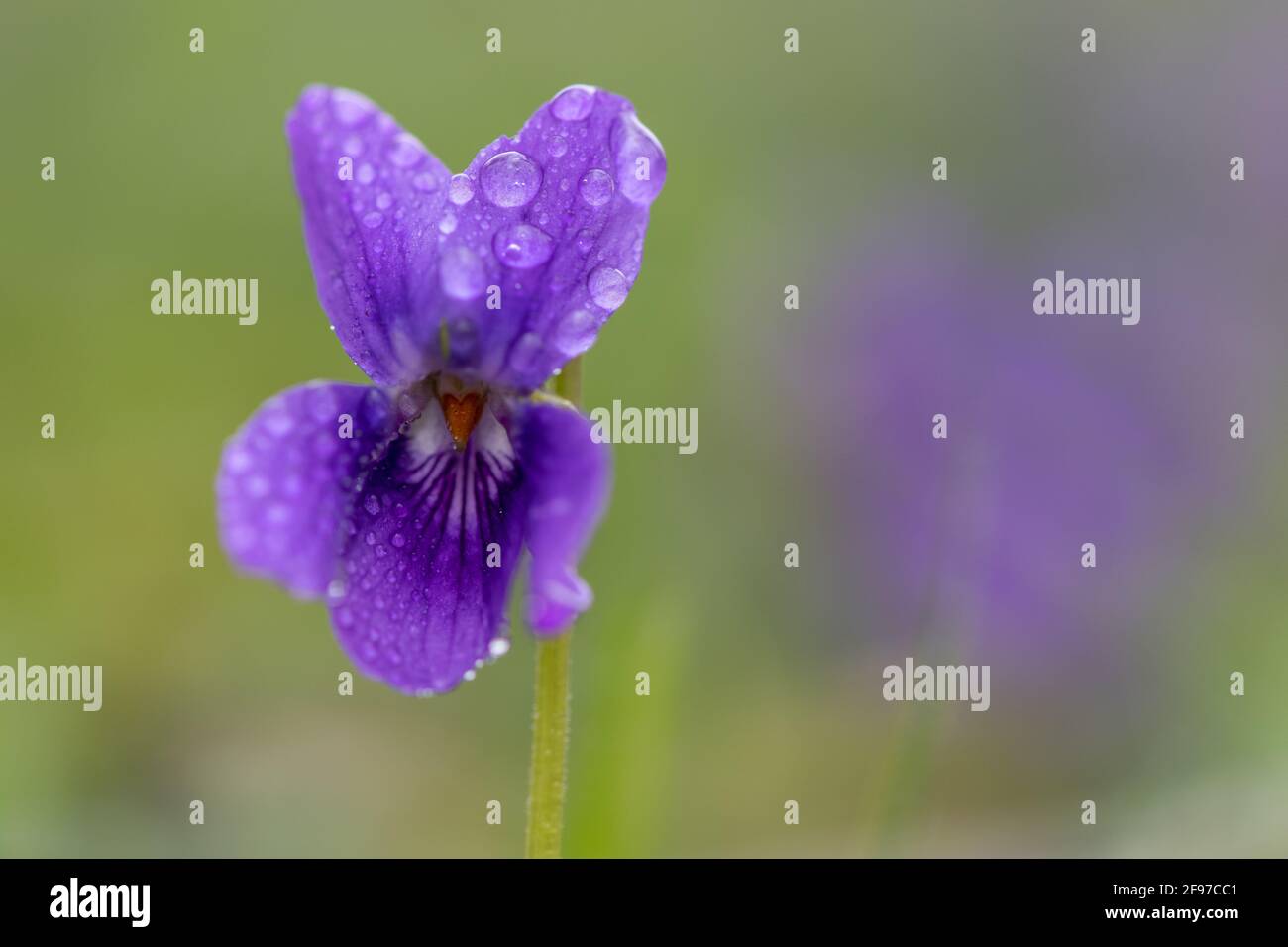Makroaufnahme eines englischen Veilchens (Viola odorata) Blume bedeckt mit Tau-Tröpfchen Stockfoto