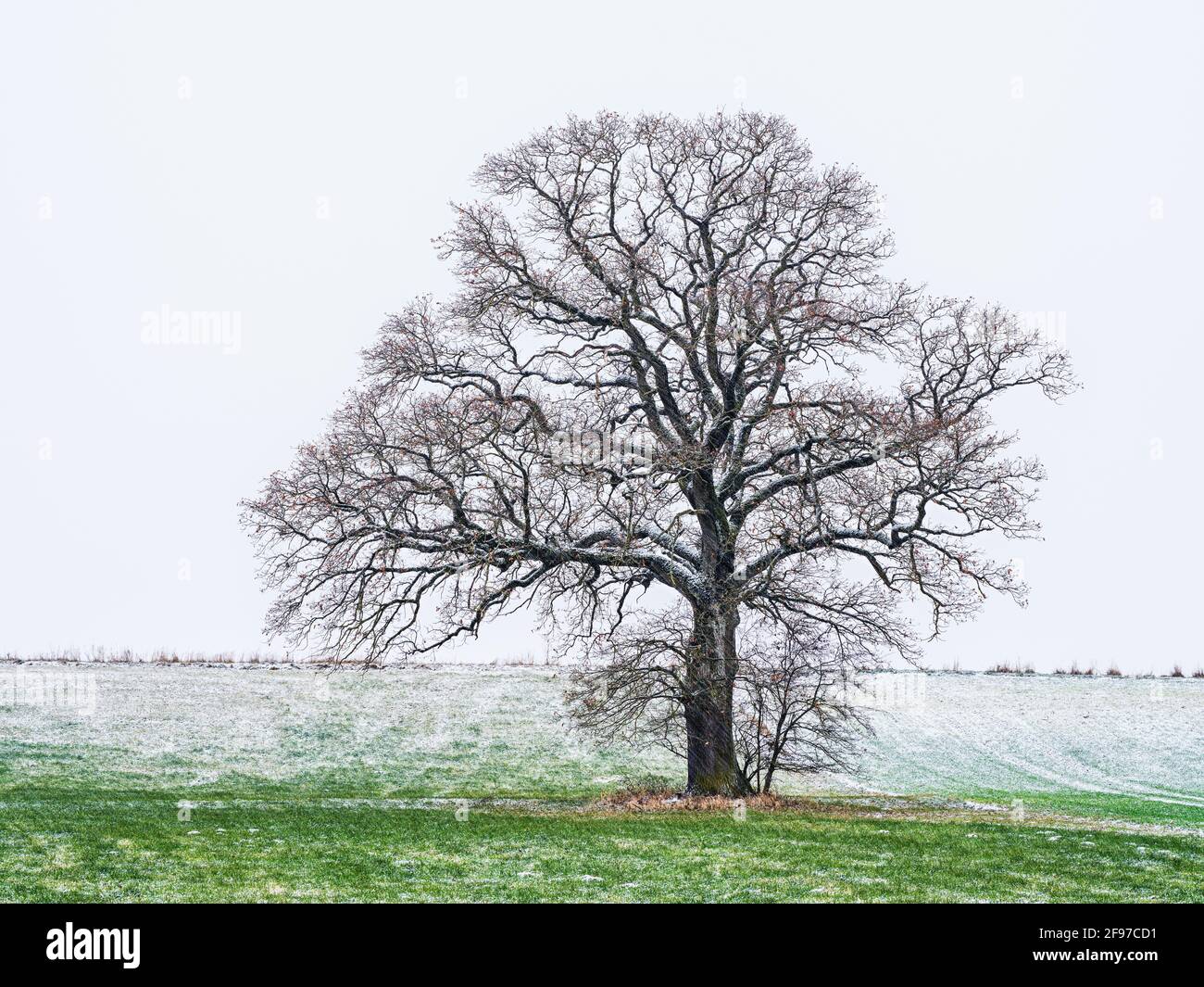 Einsame Eichen im Winter Stockfoto