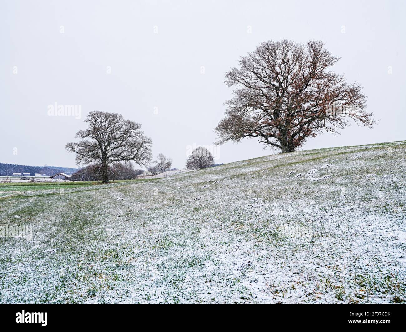 Einsame Eichen im Winter Stockfoto