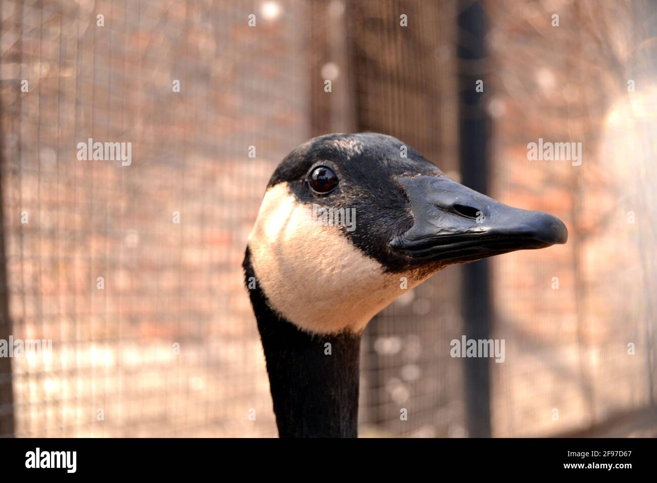 Porträt einer kanadischen Gänse, die die Kamera anschaut Stockfoto