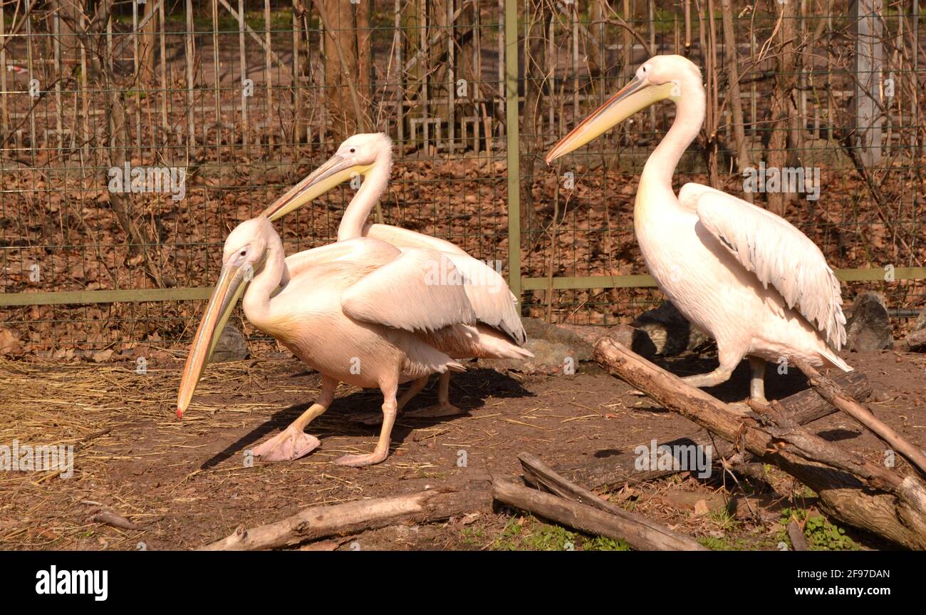 Portrait von drei rosa Pelikanen mit gelben Schnäbeln vorne Von Ihnen Stockfoto
