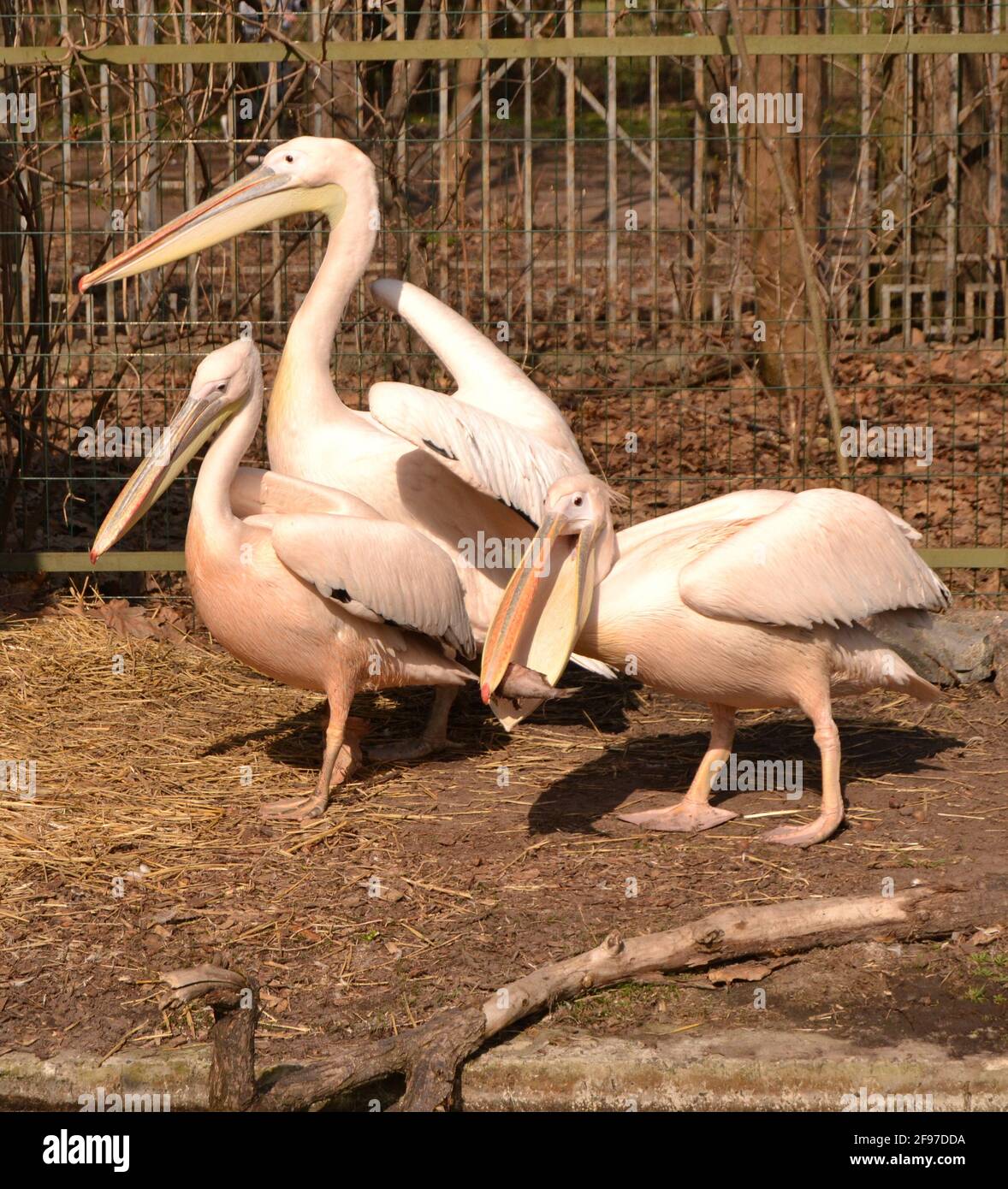 Porträt von drei rosa Pelikanen mit gelben Schnäbeln im Zoo Stockfoto