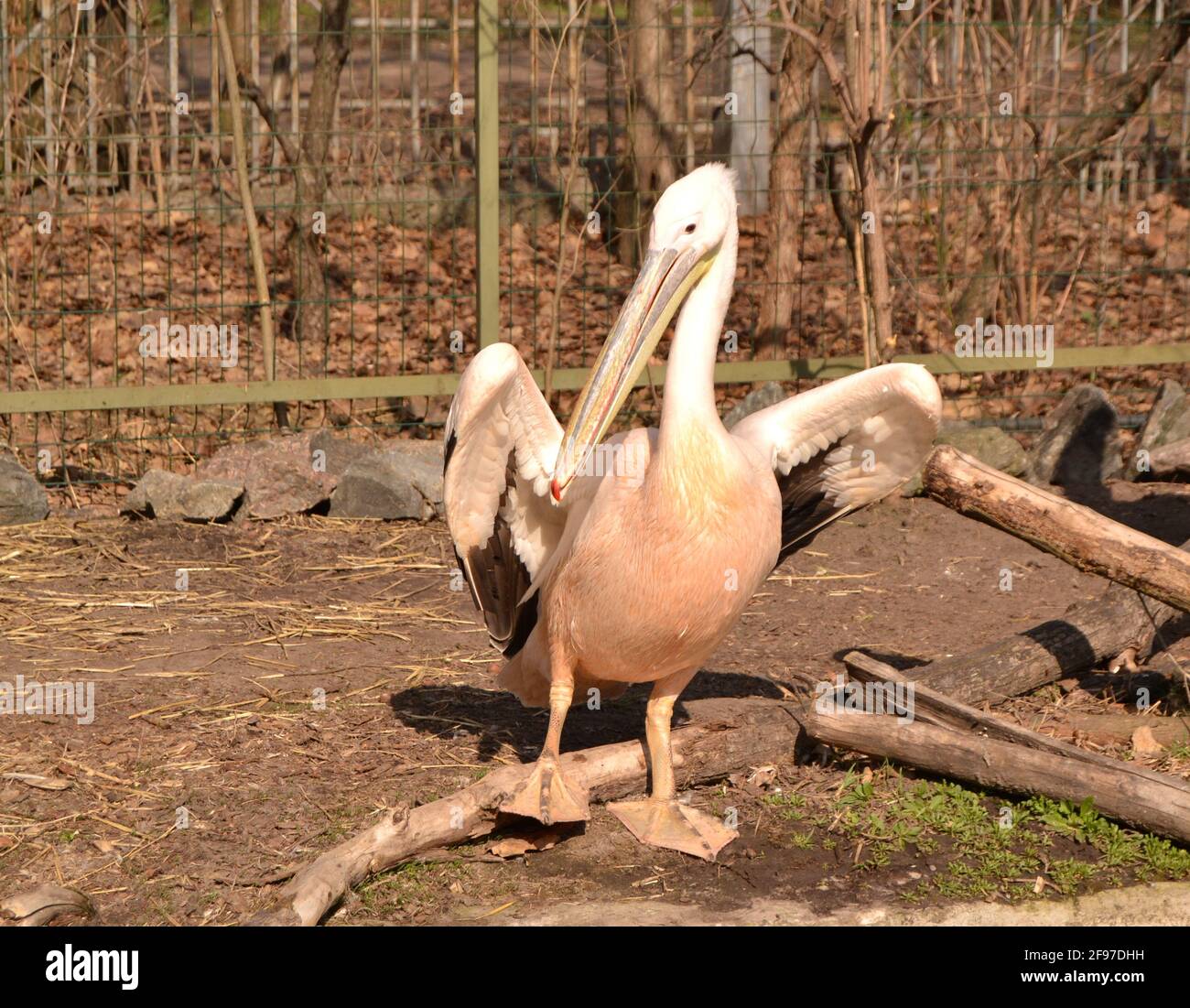 Portrait von schönen rosa Pelikanen mit gelben Schnäbeln im Zoo Stockfoto
