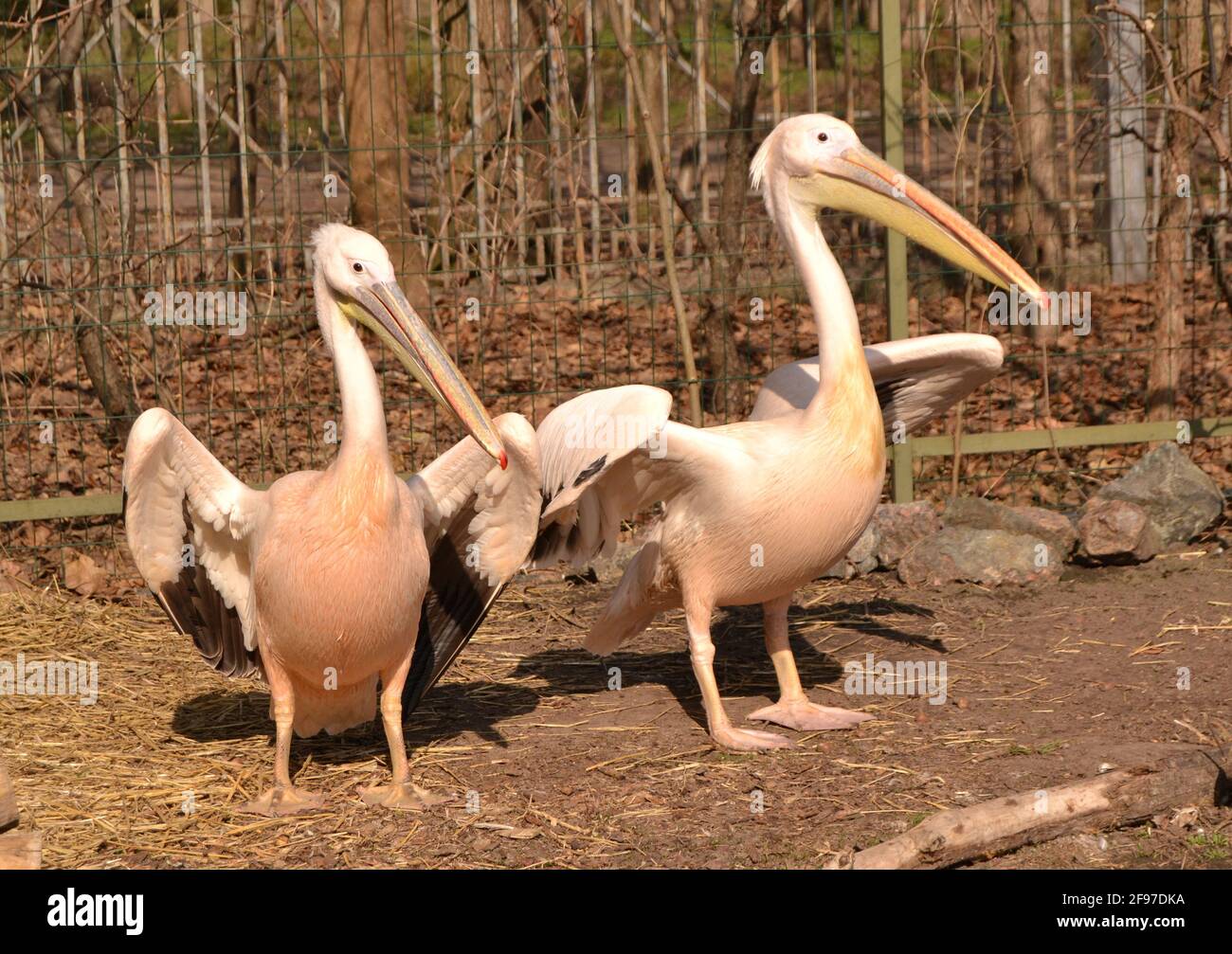 Portrait von zwei rosa Pelikanen mit gelben Schnäbeln im Zoo Stockfoto