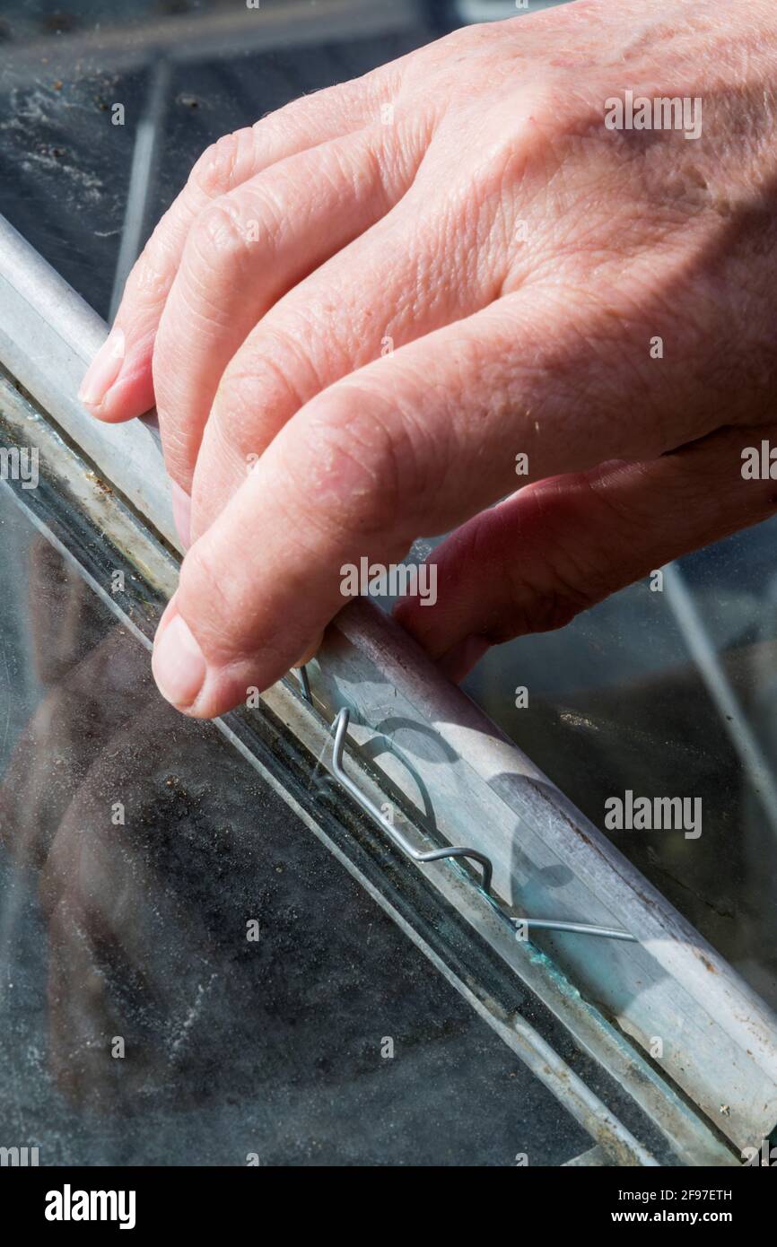 Methode zur Befestigung von Glas in einem Gewächshaus mit Metallrahmen und Federklammern. Stockfoto
