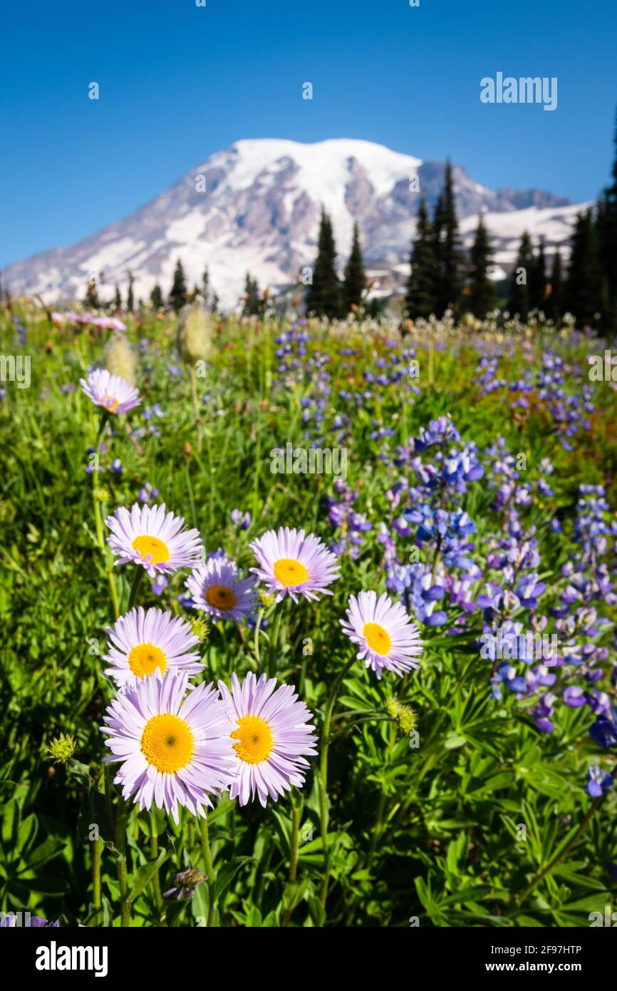 Sommerwildblume am Mazama Ridge am Mount Rainier National Par mit suberalpiner Gänseblümchen und Lupine. Der Vulkan erhebt sich am Horizont Stockfoto