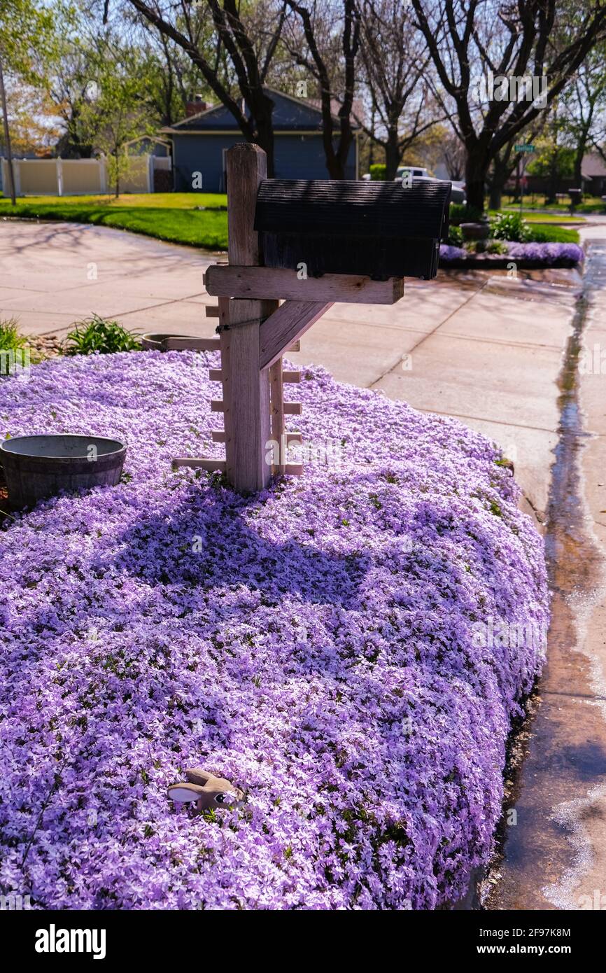 Schleichende Phlox Phlox subulata 'Emerald Blue Ice'; wächst über einer Bordsteinkante neben einem Briefkasten in einem Stadtteil von Kansas. USA Stockfoto