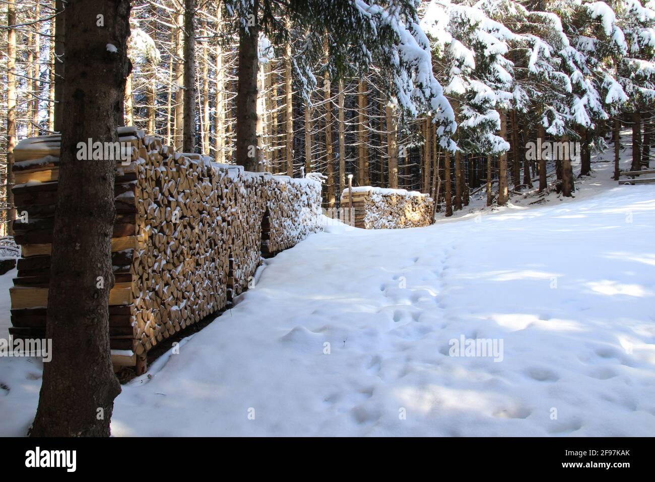 Schneebedeckte Fichten im Winterwald, Holzlager in einer verschneiten Landschaft auf dem Wamberger Grat. Winter in Werdenfelser Land, Europa, Deutschland, Oberbayern Bayern, Garmisch Partenkirchen, Traumwetter, Spuren im Schnee, leichte Schatten Stockfoto