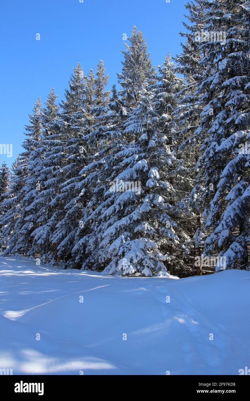 Schneebedeckte Fichten im Winterwald, unberührte Schneelandschaft am Wamberger Bergrücken, Winter im Werdenfelser Land, Europa, Deutschland, Oberbayern Bayern, Garmisch Partenkirchen, Traumwetter Stockfoto