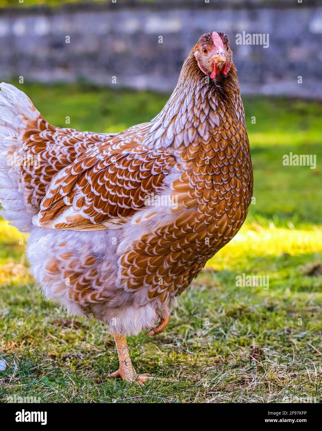 Hinterhof-Hühner, die den Hof durchstreifen Stockfoto