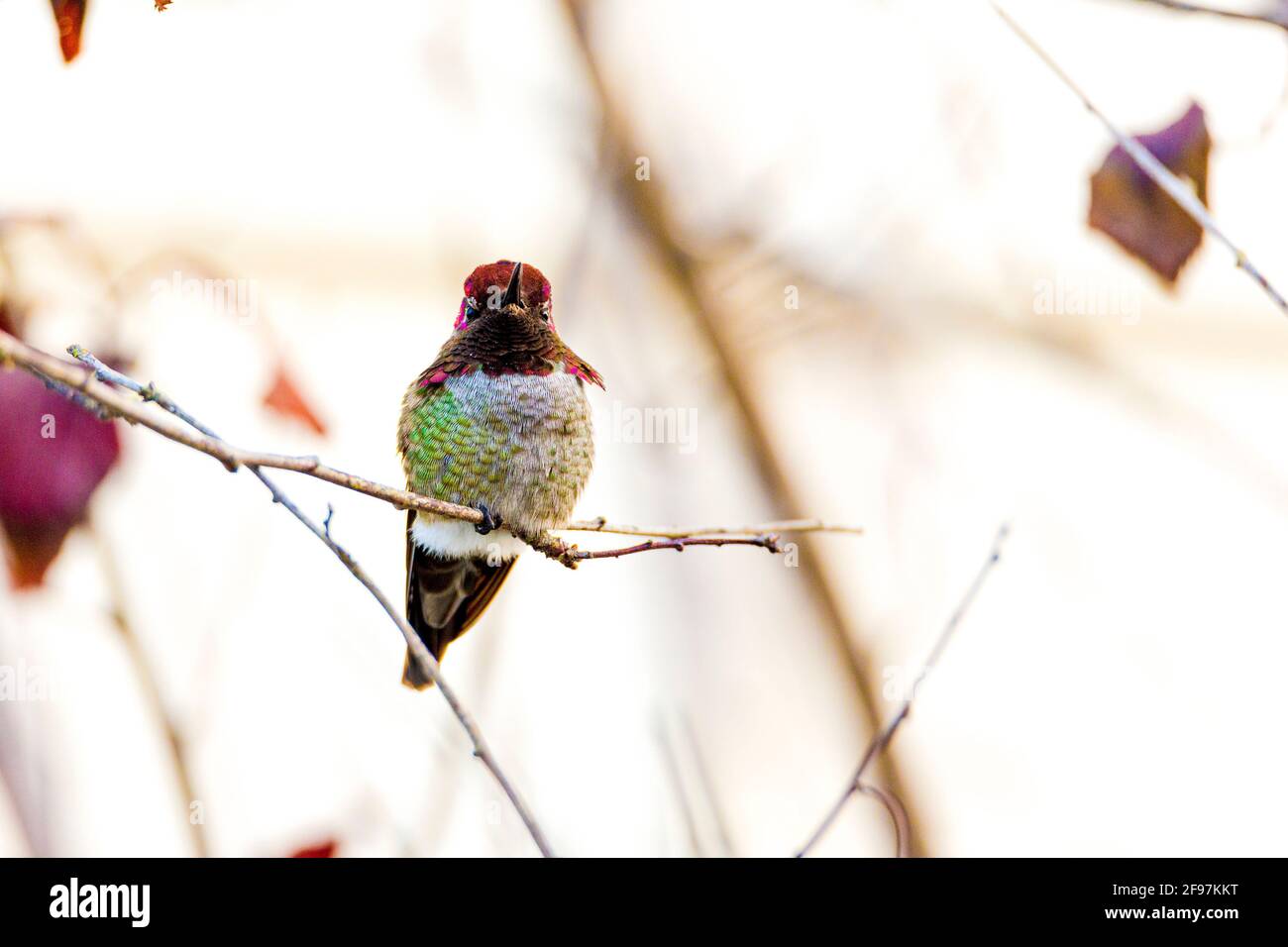 Anna's Kolibri (Calypte Anna) entdeckt im Freien in Mendocino, Kalifornien, USA - wurde benannt nach Anna Masséna, Herzogin von Rivoli Stockfoto