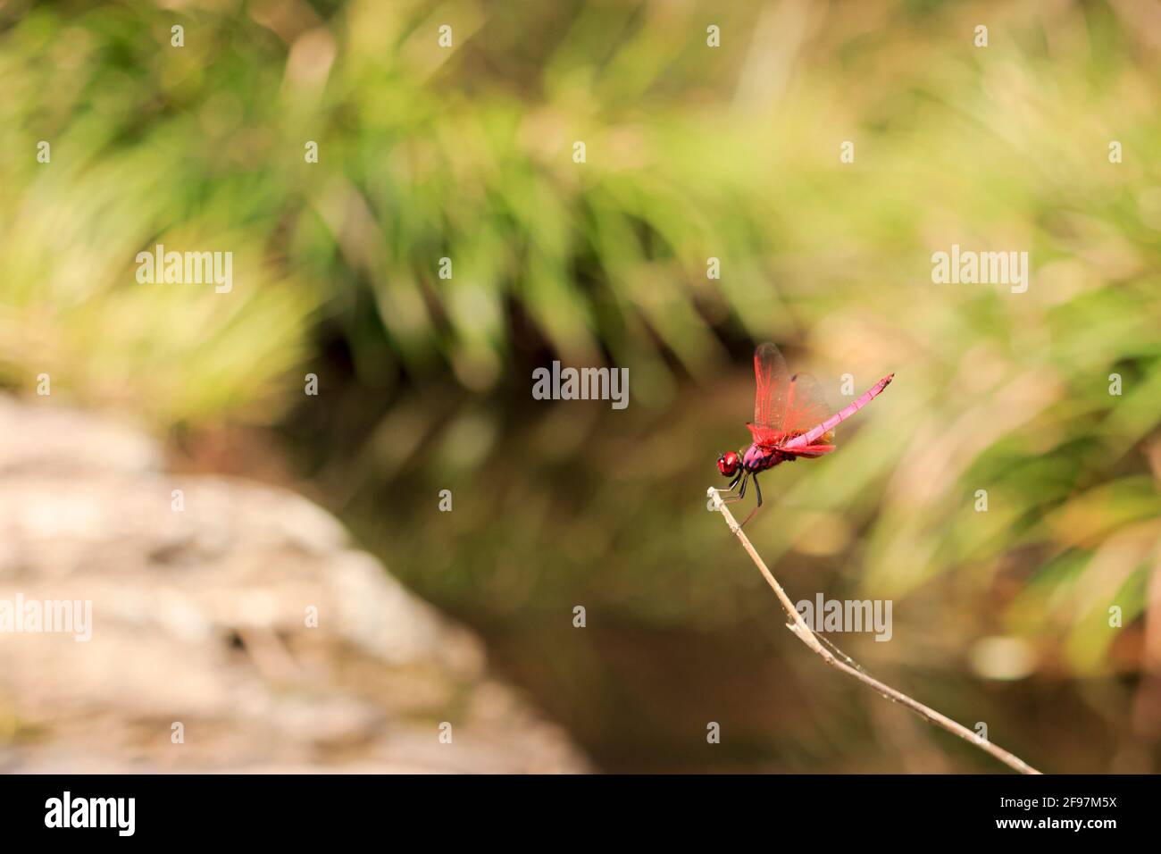 Auf einem Ast ruht ein männlicher Trithemis aurora, auch karmesinroter Sumpfsegler genannt. Stockfoto