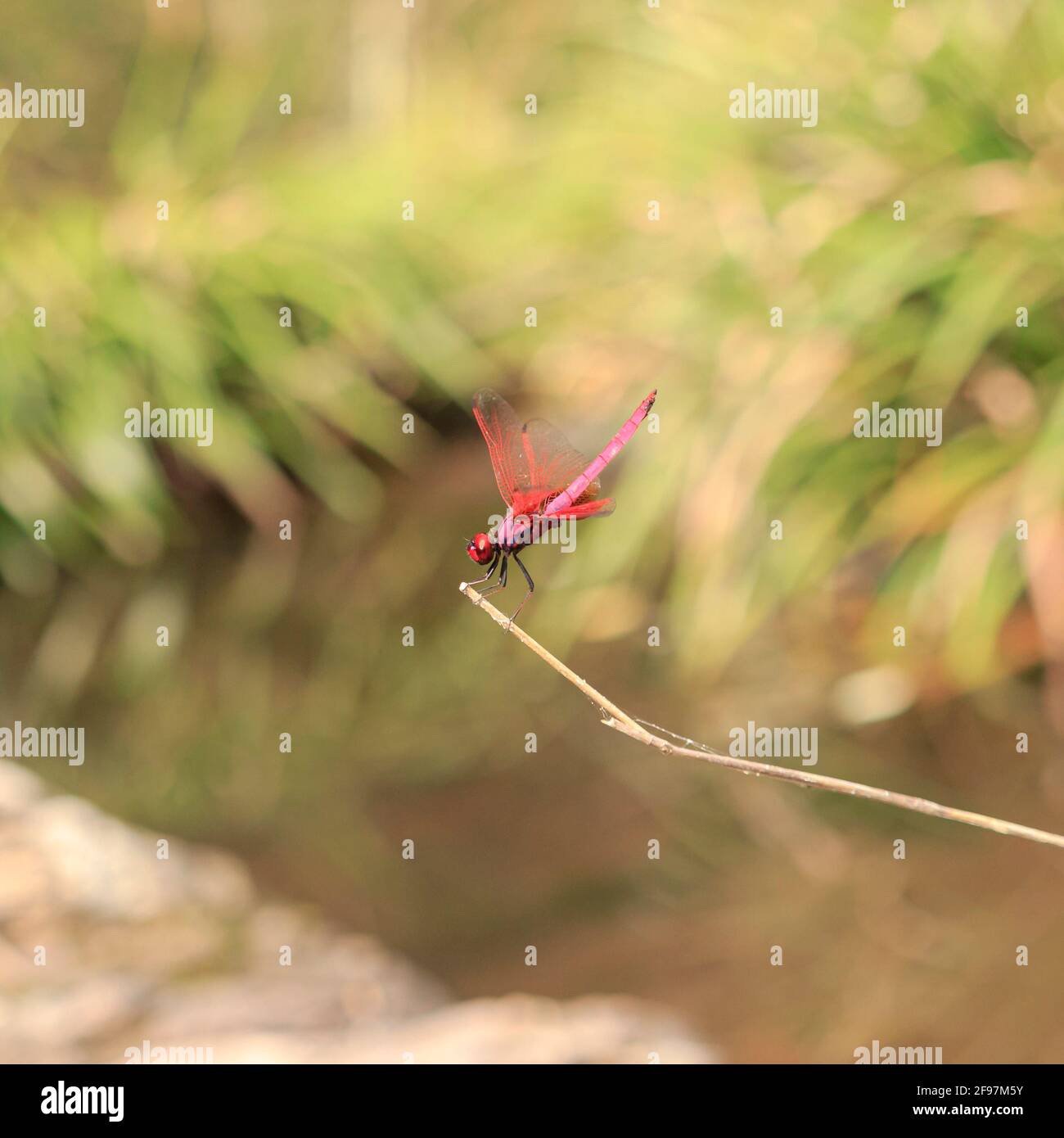 Auf einem Ast ruht ein männlicher Trithemis aurora, auch karmesinroter Sumpfsegler genannt. Stockfoto