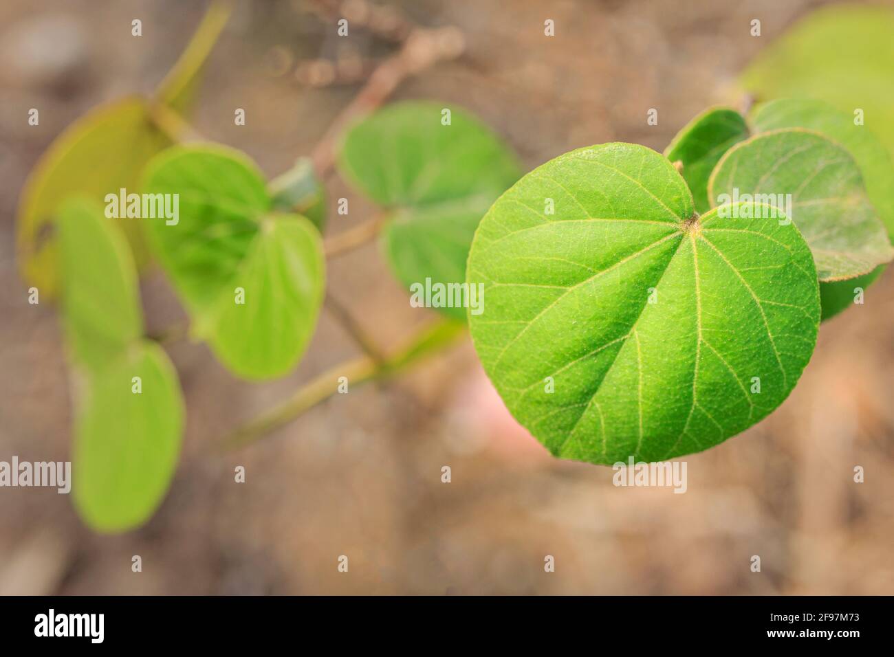 Ein schöner herzförmiger Hibiskus aus Baumwollholz. Stockfoto
