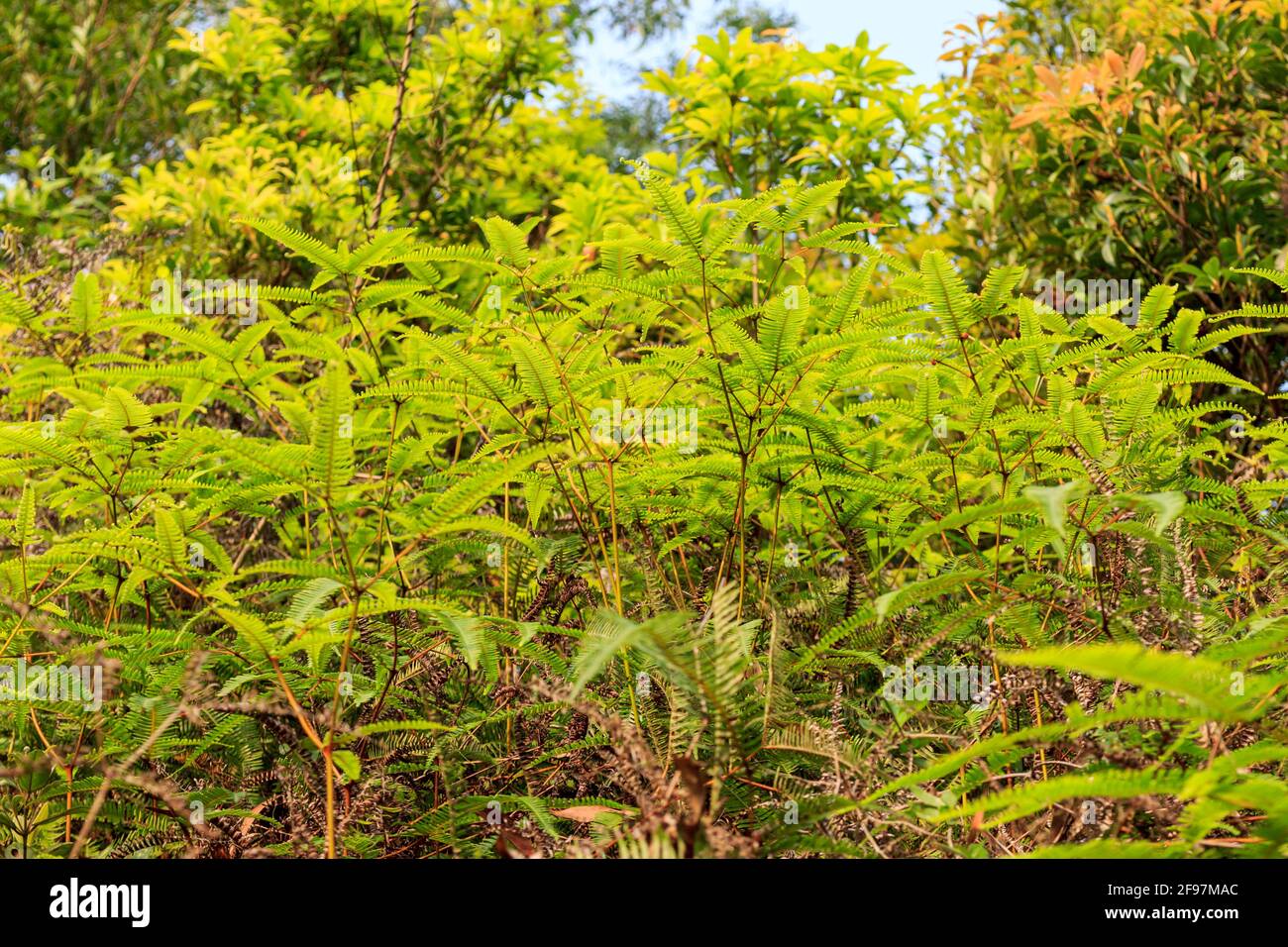 Viel grüne False Staghorn Fern. Stockfoto