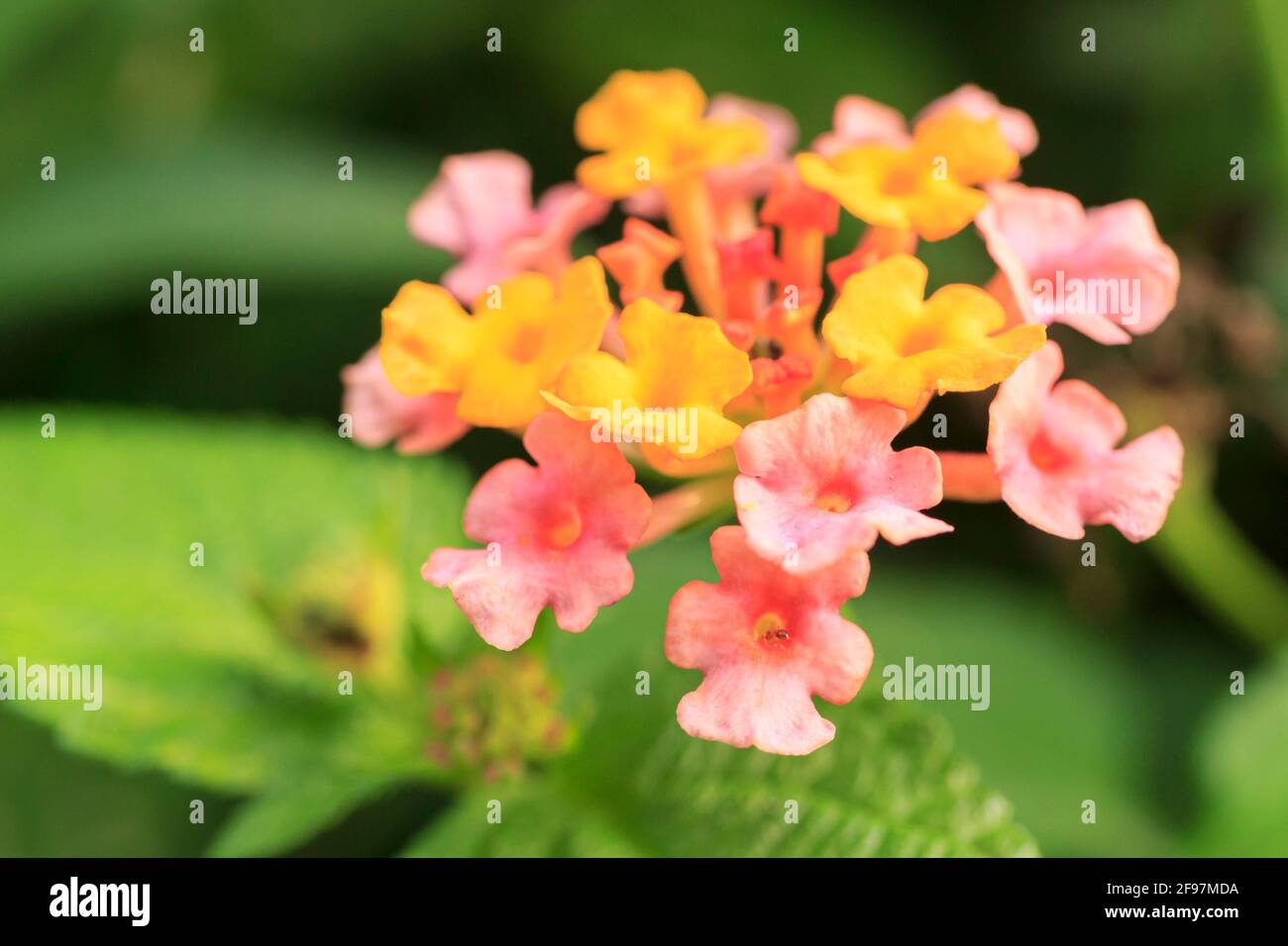 Farbenfrohe westindische Lantana in der Landschaft Hongkongs. Stockfoto