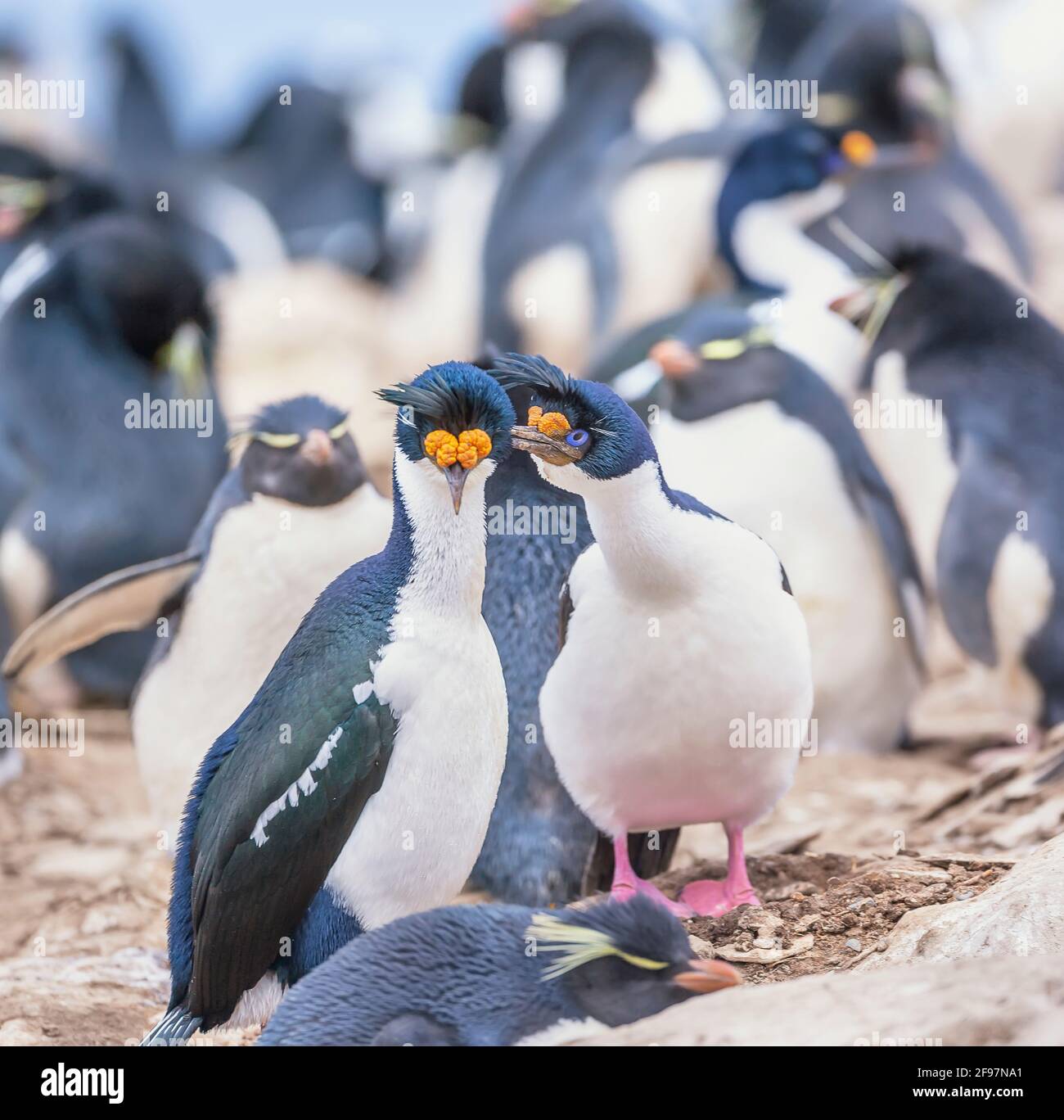 Kaiserliche Shags (Leucocarbo atriceps) Kolonie, Seelöweninsel, Falklandinseln, Südamerika Stockfoto