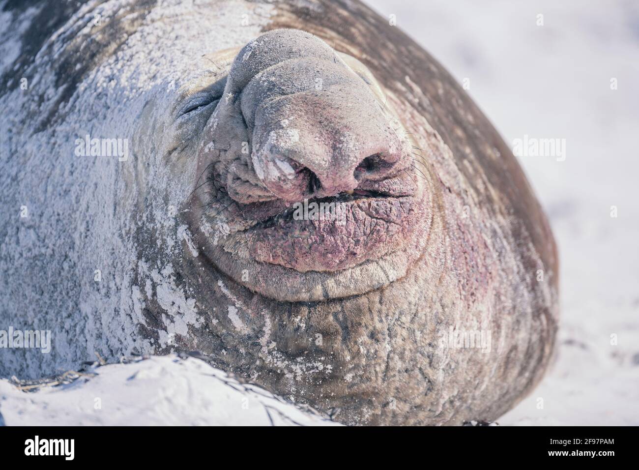 Verwundeter Elefant Stockfotos Und Bilder Kaufen Alamy