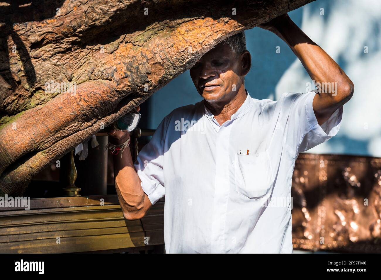 Sri Lanka, Colombo, Gangaramaya-Tempel, Baum, Senioren, Gebet, Stockfoto