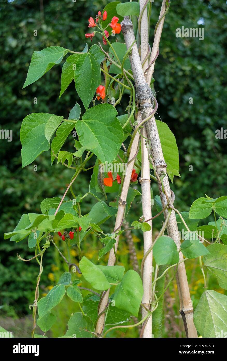 Feuerbohne „Scarlet Emperor“ (Phaseolus coccineus) Wächst auf einem Rahmen aus Bambusstangen Stockfoto