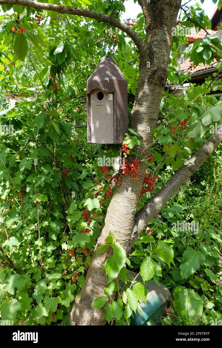 Beton-Nistkasten auf dem Kirschbaum, unten: Die rote Johannisbeere (Ribes rubrum) Stockfoto