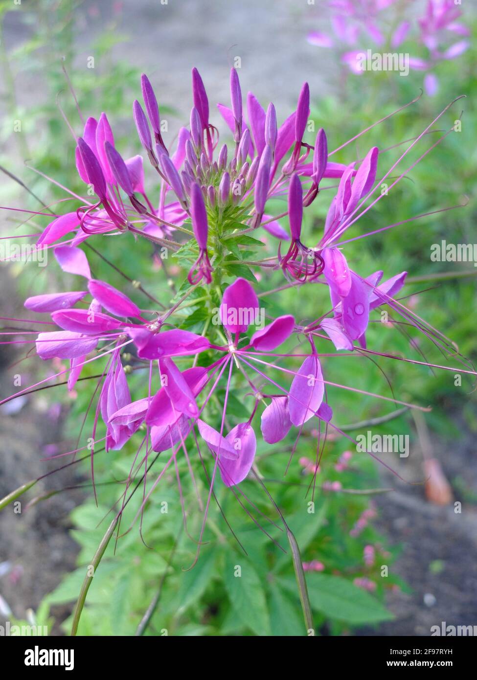 Spinnenblume (Cleome spinosa) in Blüte Stockfoto