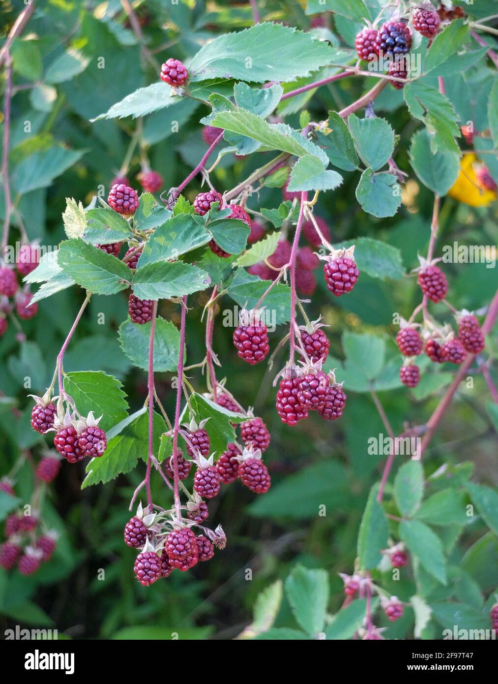 BlackBerry-Zweigstelle (Rubus sect.Rubus) Stockfoto