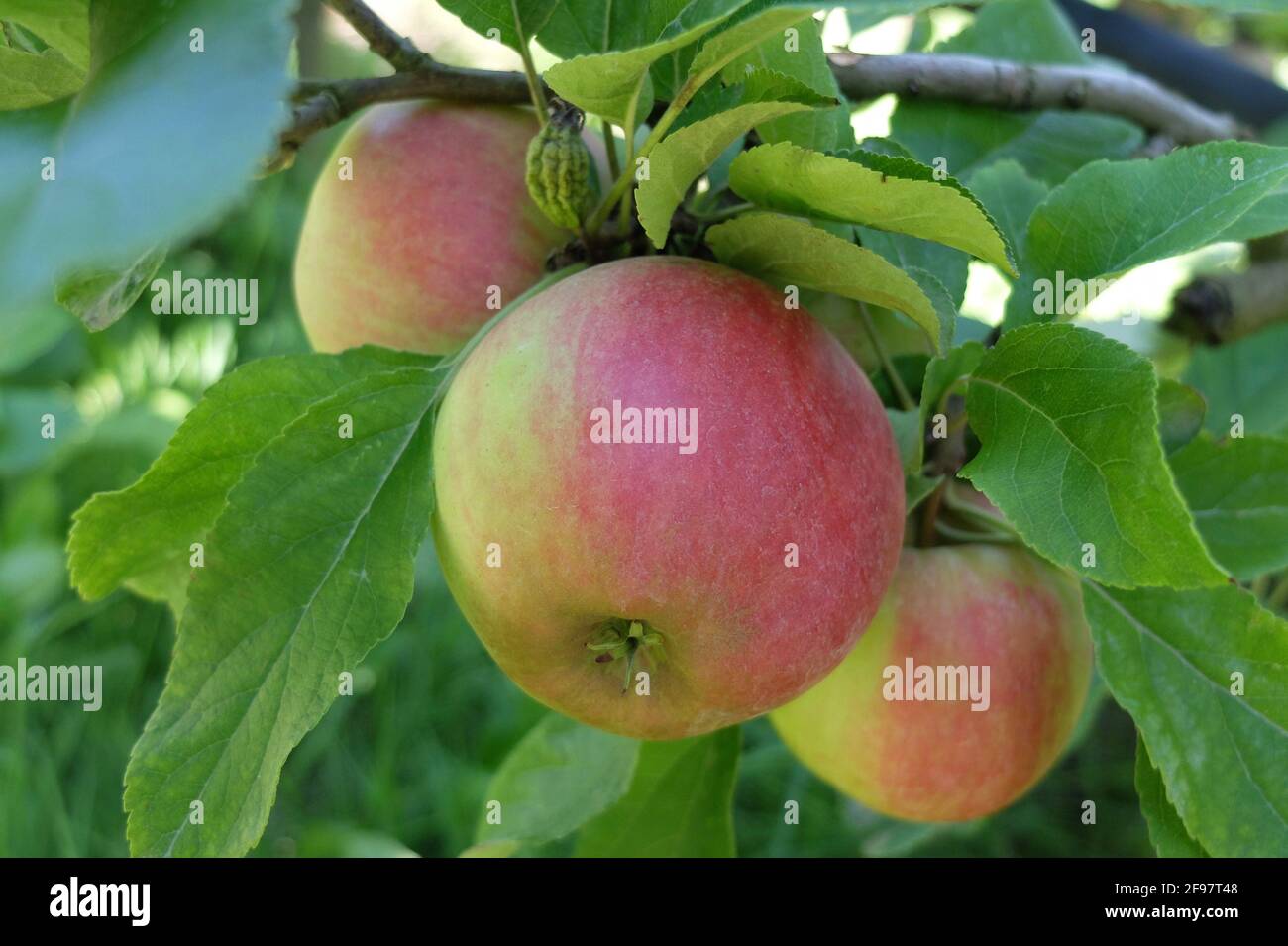 „Jamba“-Apfel (Malus domestica) Stockfoto