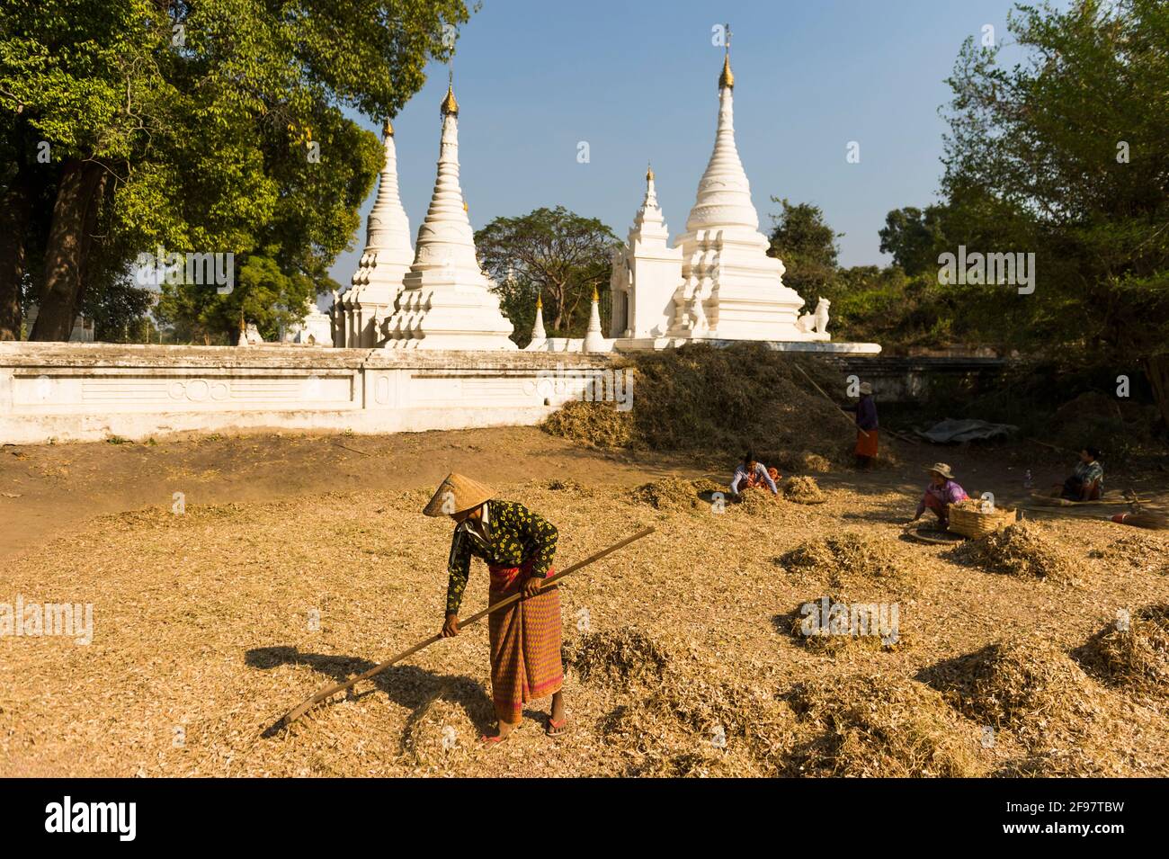 Myanmar, Inwa, Landwirtschaft an der Thitsar Taik Pagode Stockfoto