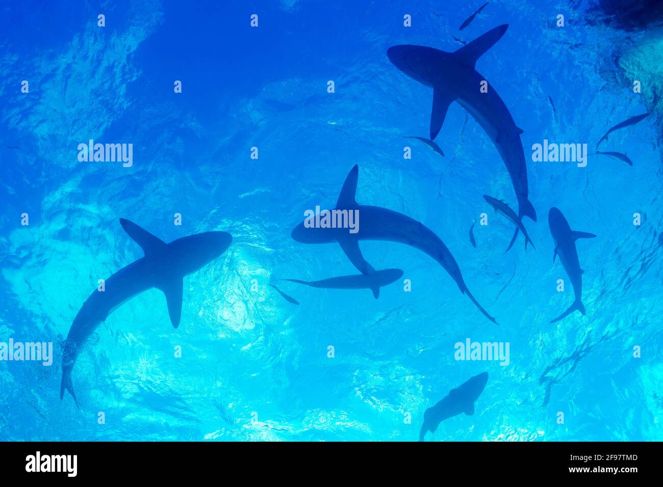 Karibische Riffhaie vor der Südküste Kubas, Karibisches Meer. Stockfoto
