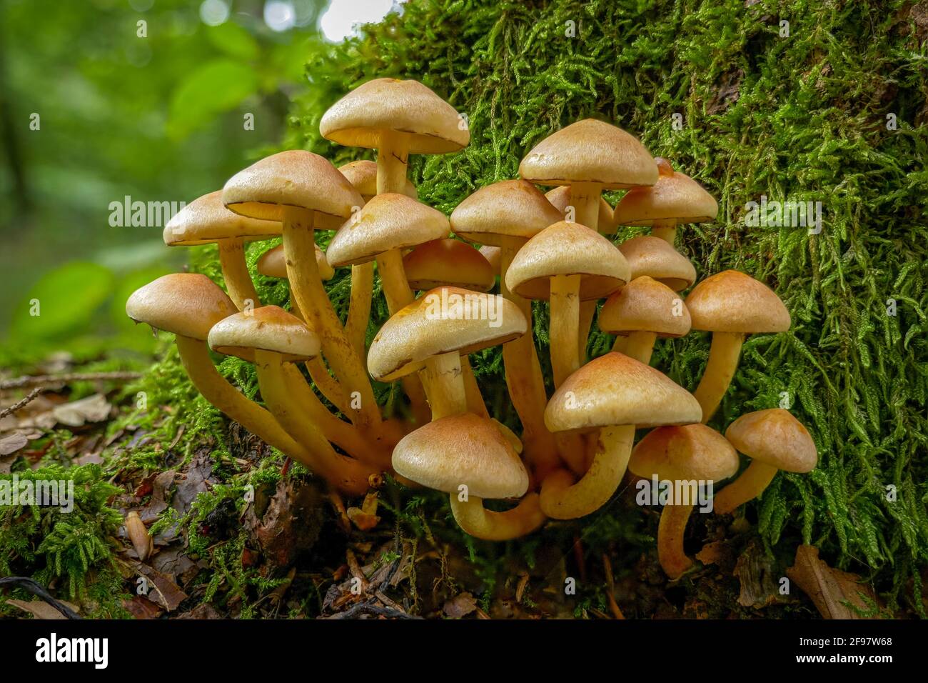 Pilze im Wald, Grünblättriger Schwefelkopf (Hypholoma fasciculare), Bayern, Deutschland, Europa Stockfoto