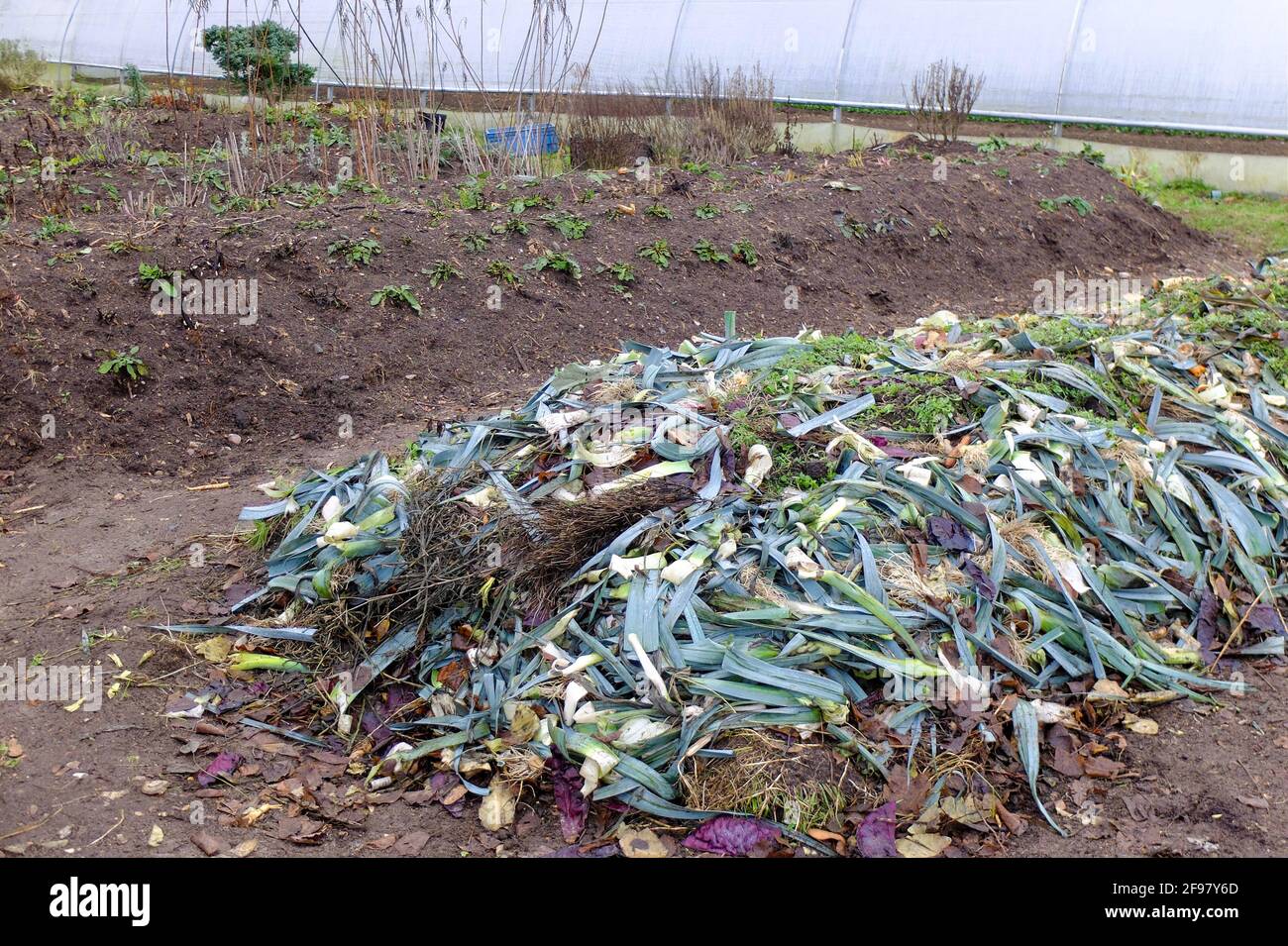 Erstellen Sie eine Hügelschicht, eine Schicht von Gartenabfällen Stockfoto