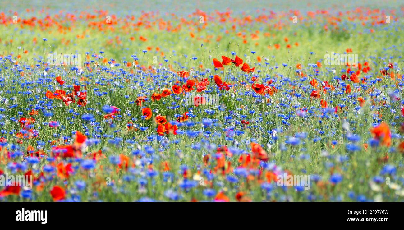 Blumenwiese mit Mohnblumen und Kornblumen Stockfoto