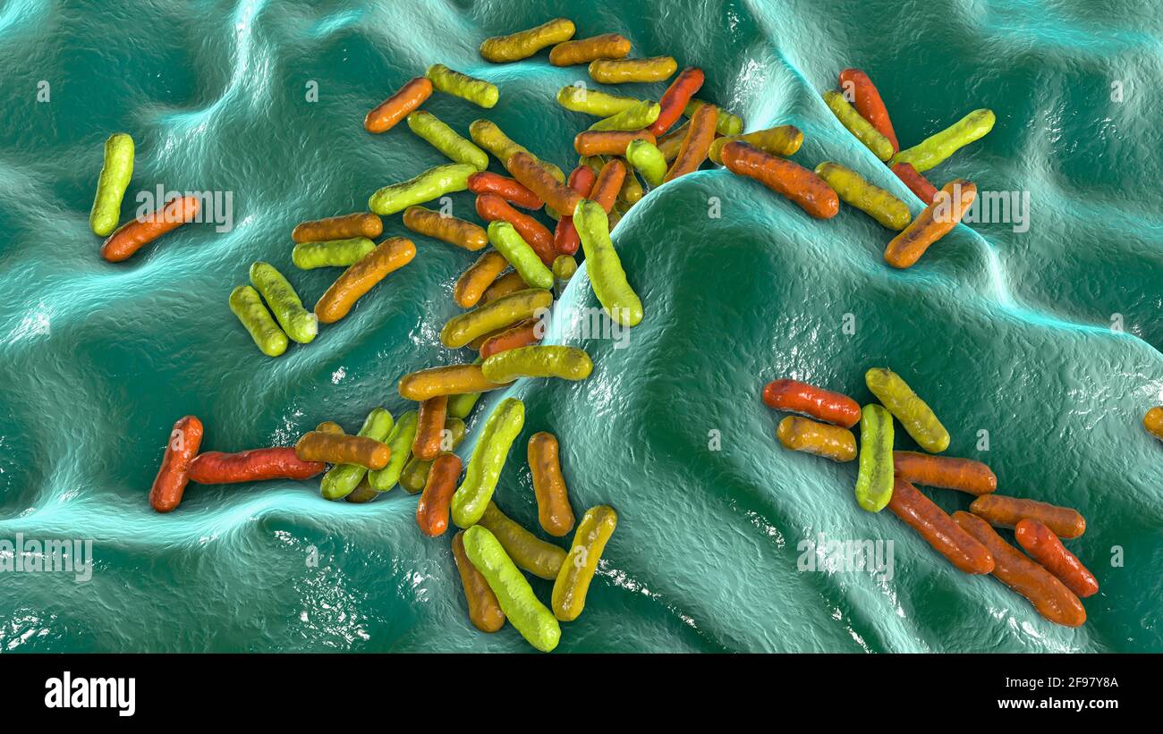 Cutibacterium acnes bacteria, Illustration Stockfoto