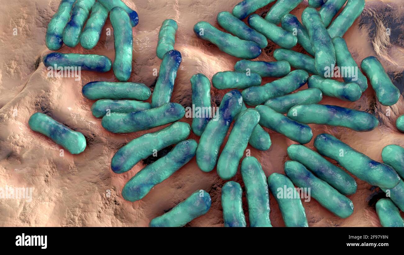 Cutibacterium acnes bacteria, Illustration Stockfoto
