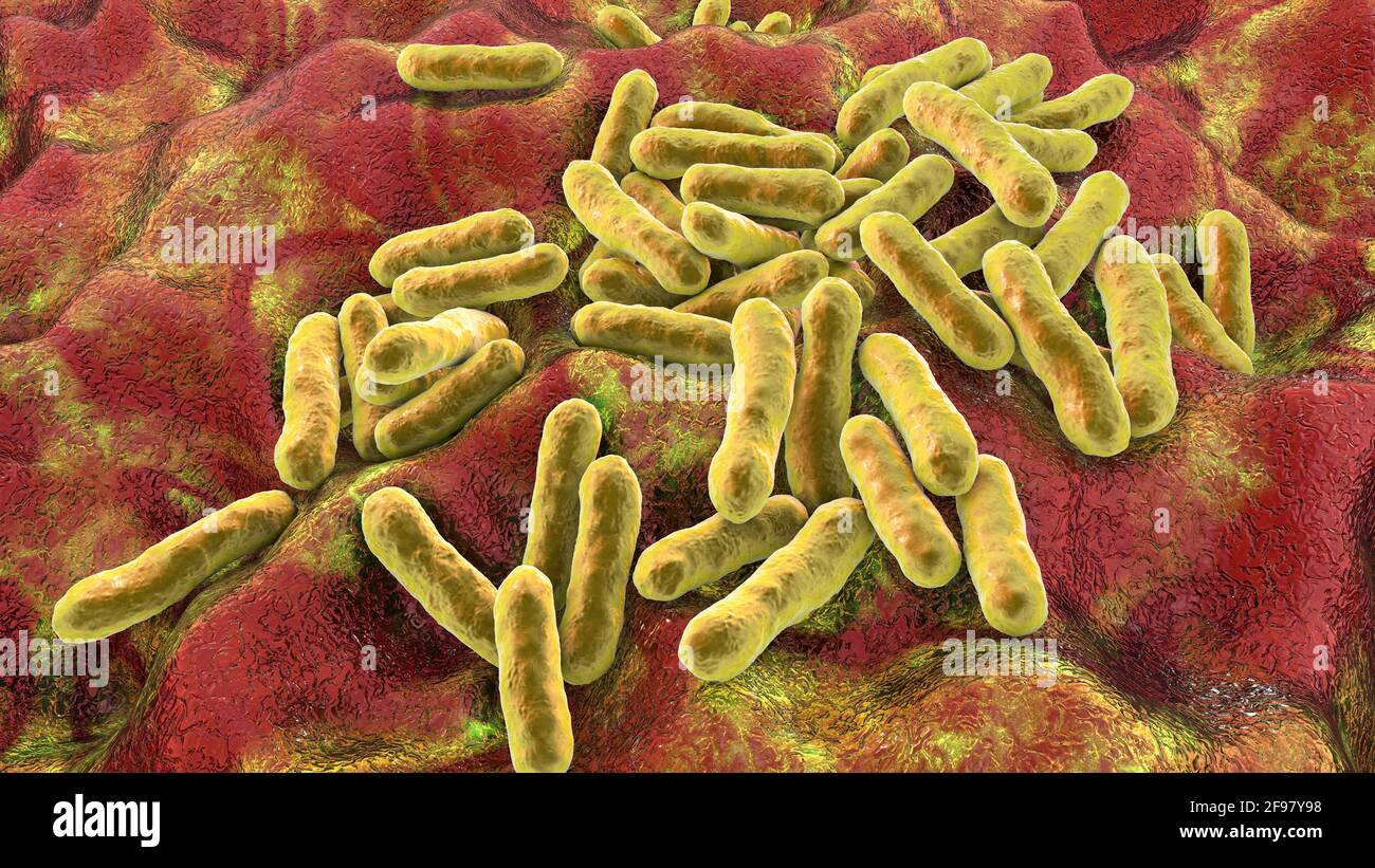 Cutibacterium acnes bacteria, Illustration Stockfoto