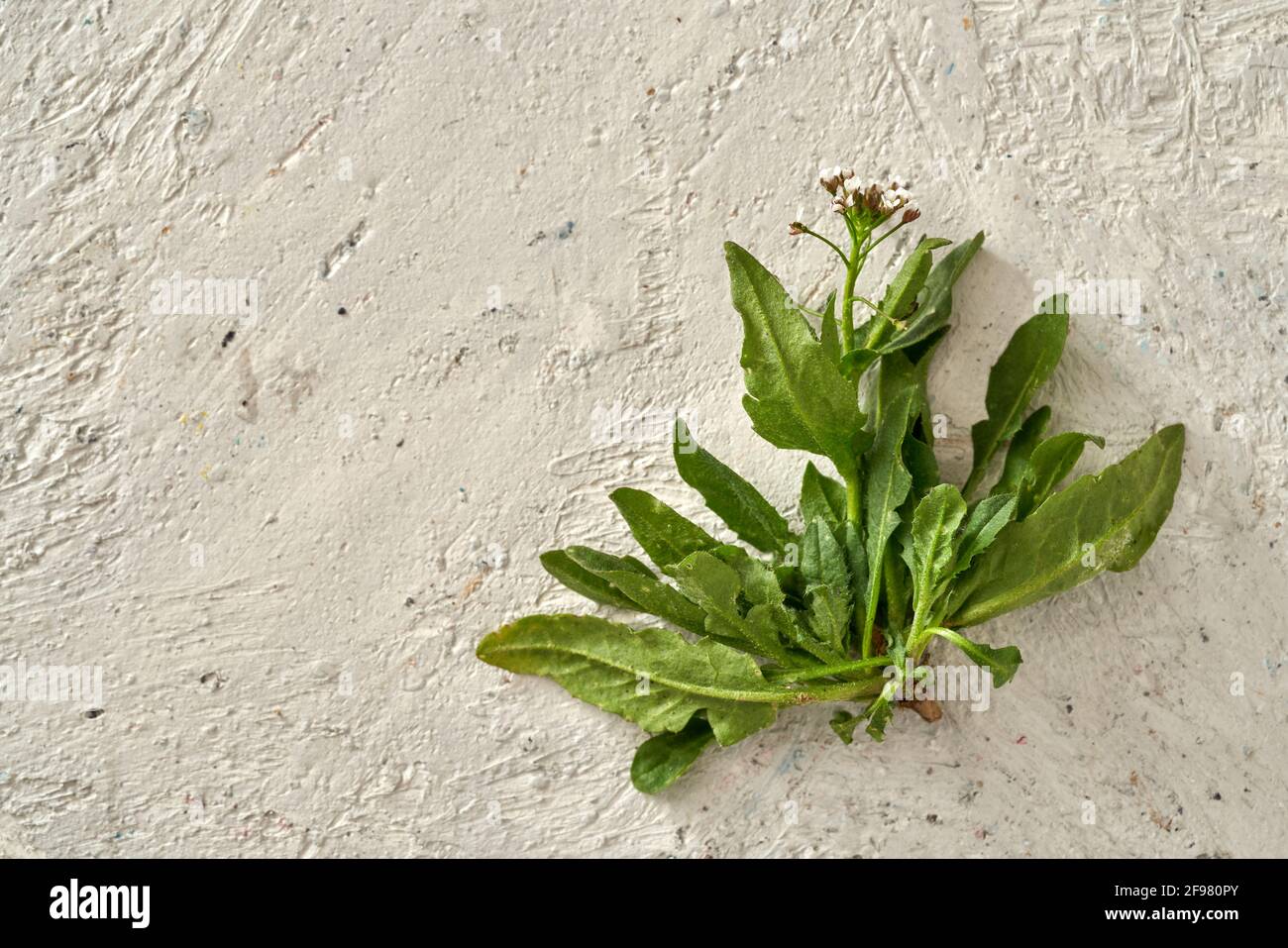 Hirtentasche im Frühling - wilde essbare Pflanze, deren junge Blätter roh in Salaten gegessen werden können, mit Platz für Kopien Stockfoto